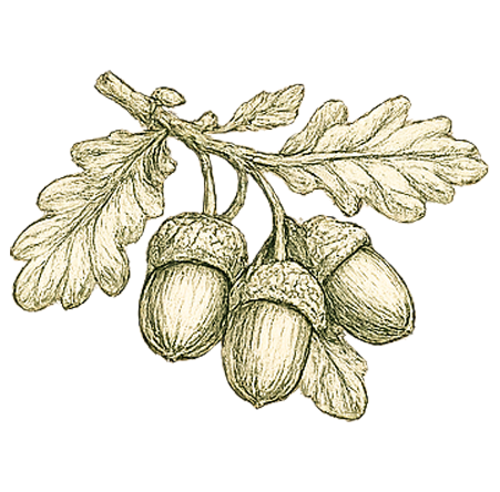 Illustration glands et feuilles de chêne style vintage, décoration site Le Petit Poucet