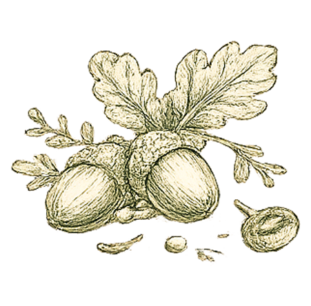 Illustration glands groupés style vintage, motif graphique Le Petit Poucet Saint-Léon